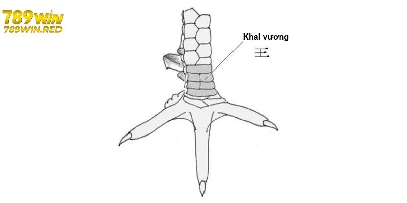 Tìm hiểu vảy gà quý khai vương