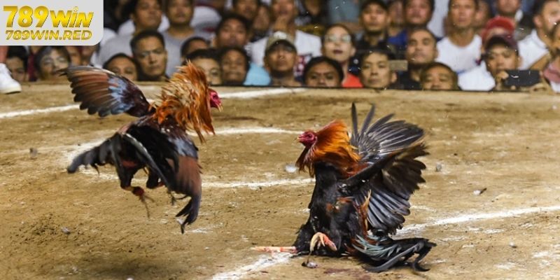 Chơi đá gà tre địa chỉ uy tín